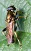 Xylota segnis